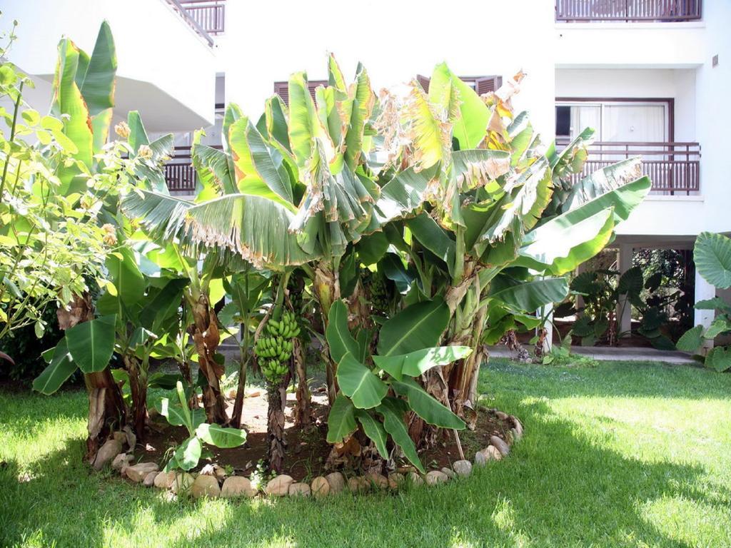 Sofianna Hotel Apartments Paphos Luaran gambar